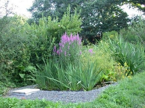 Filtre planté Nature'OPure — plantes épuratrices en action